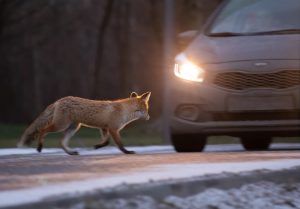 animal on roadway at dusk