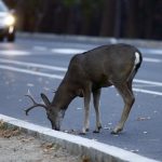 deer on road while driving